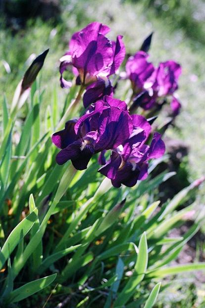 Che specie di Iris sono? - Iris lutescens
